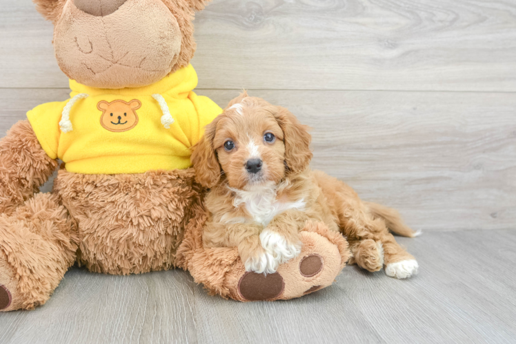 Cavapoo Pup Being Cute