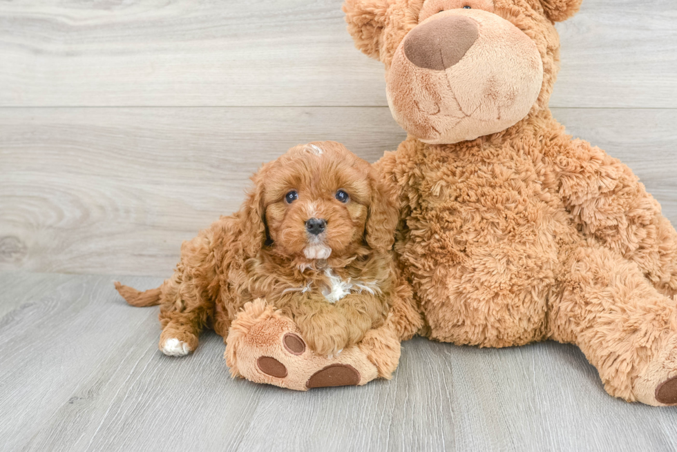 Popular Cavapoo Everett: 5lb 1oz Doodle Puppy