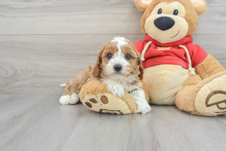 Cavapoo Puppy for Adoption