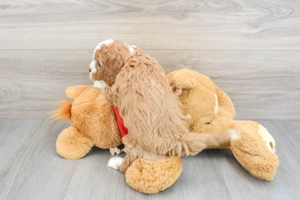 Fluffy Cavapoo Poodle Mix Pup