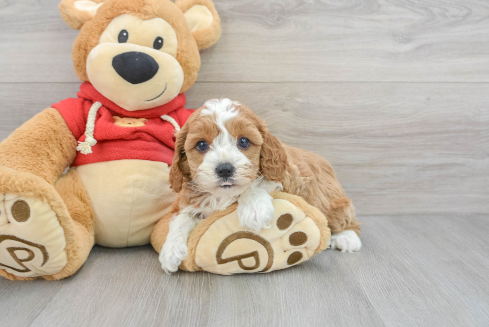 Sweet Cavapoo Baby