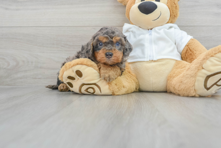 Cavapoo Puppy for Adoption