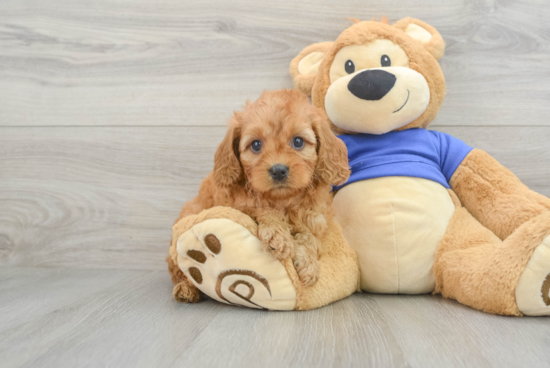 Cavapoo Pup Being Cute