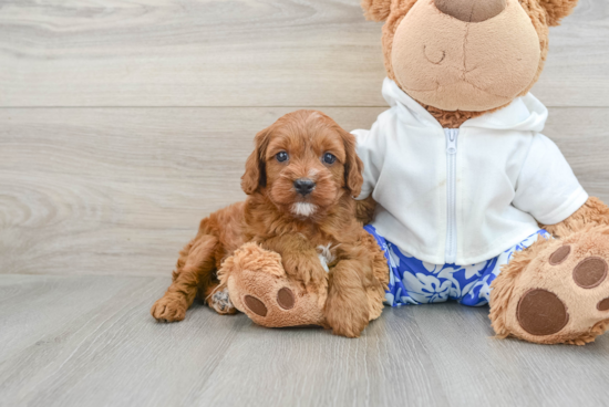 Best Cavapoo Baby