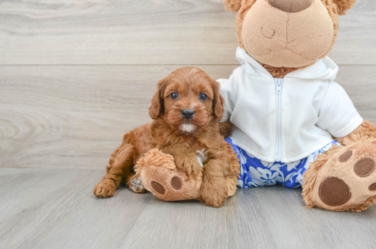 Best Cavapoo Baby