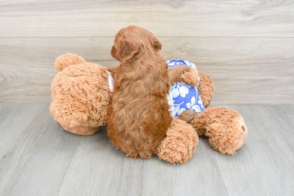 Cavapoo Pup Being Cute