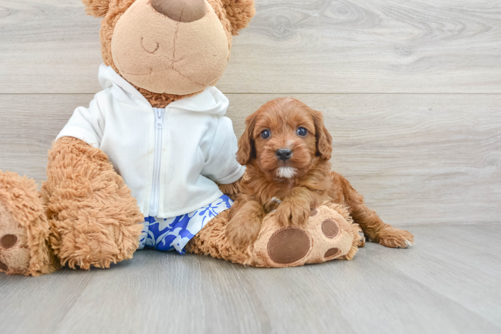 Cavapoo Puppy for Adoption