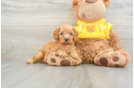 Cute Cavapoo Baby