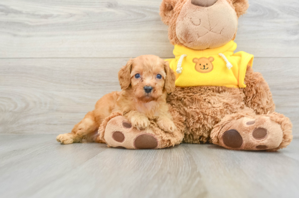 6 week old Cavapoo Puppy For Sale - Premier Pups