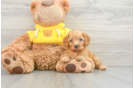 Cavapoo Puppy for Adoption