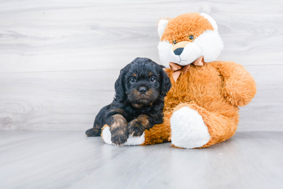 Energetic Cavoodle Poodle Mix Puppy