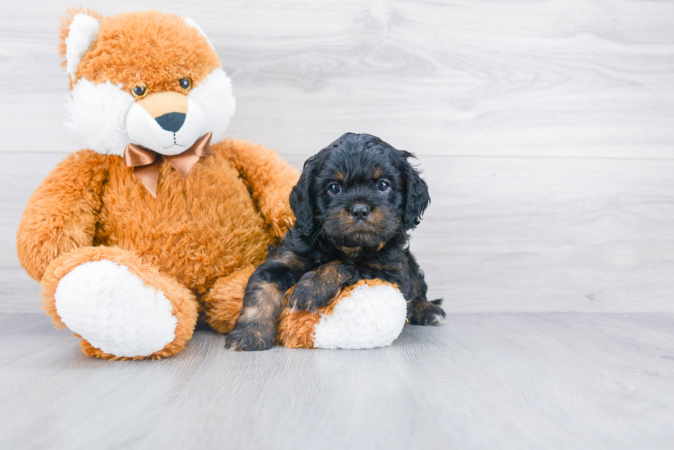 Energetic Cavoodle Poodle Mix Puppy