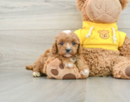 8 week old Cavapoo Puppy For Sale - Premier Pups