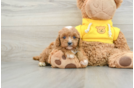 Cavapoo Pup Being Cute