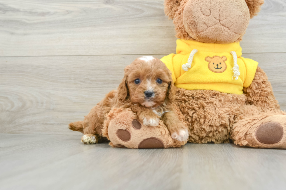 7 week old Cavapoo Puppy For Sale - Premier Pups