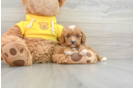 Cavapoo Puppy for Adoption