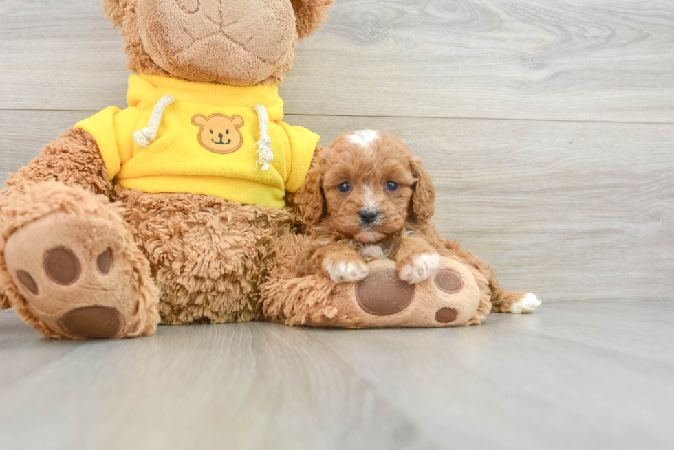 Cavapoo Puppy for Adoption