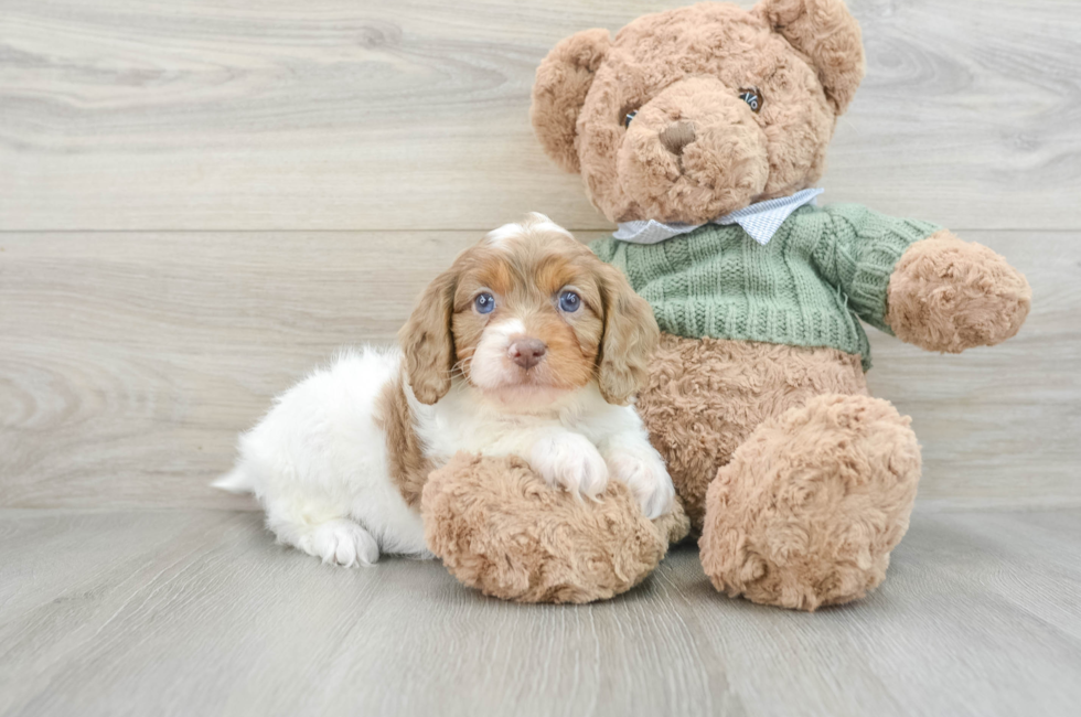 8 week old Cavapoo Puppy For Sale - Premier Pups