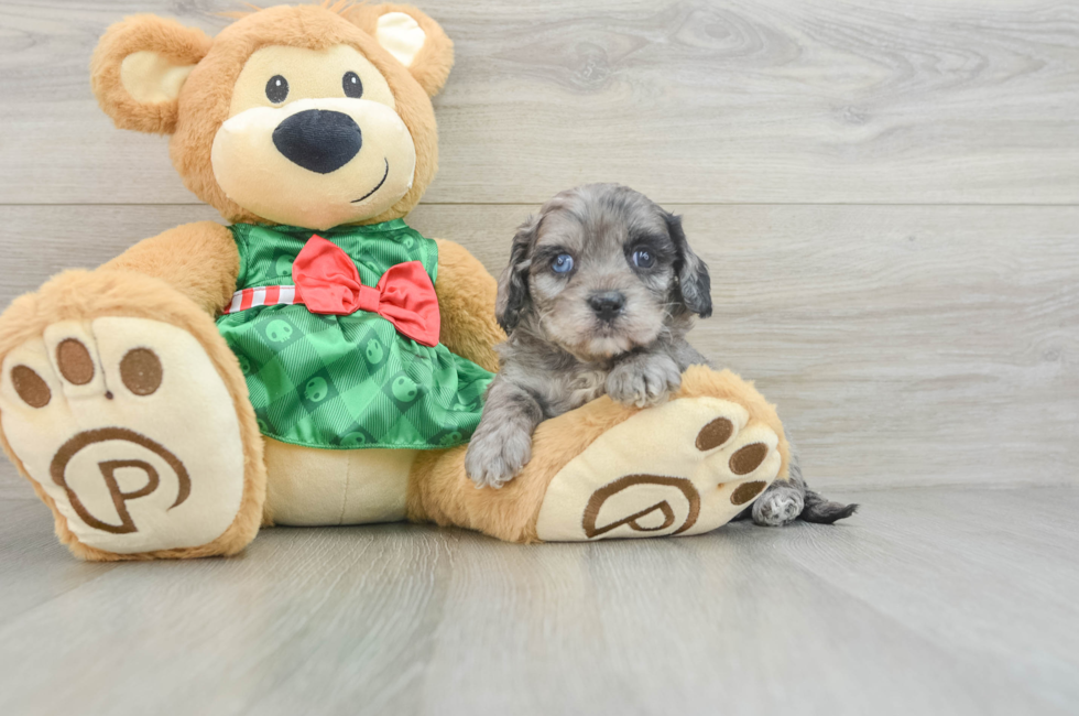 5 week old Cavapoo Puppy For Sale - Premier Pups