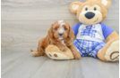 Cavapoo Puppy for Adoption