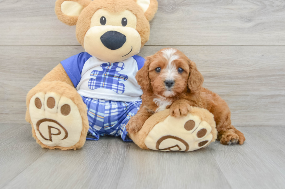 6 week old Cavapoo Puppy For Sale - Premier Pups