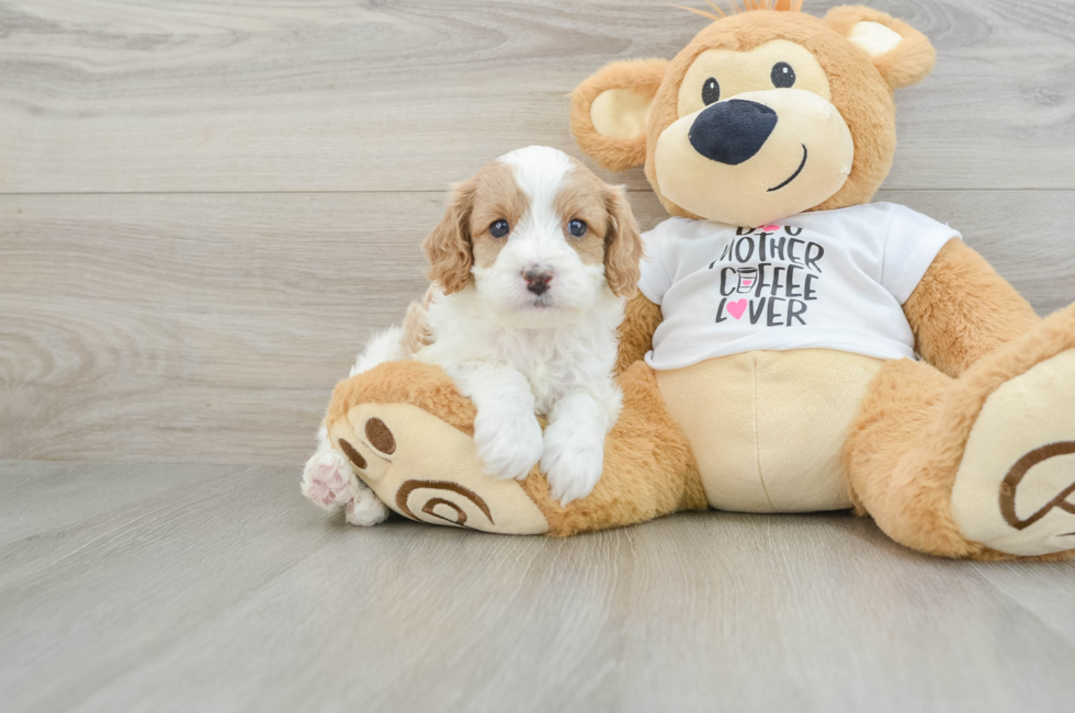 5 week old Cavapoo Puppy For Sale - Premier Pups