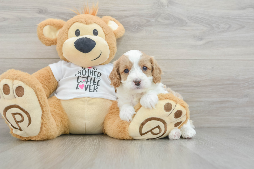 Best Cavapoo Baby