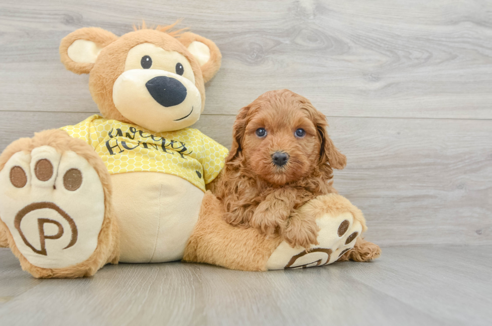 5 week old Cavapoo Puppy For Sale - Premier Pups