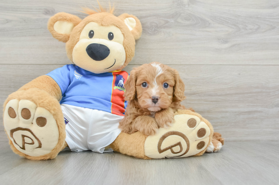 6 week old Cavapoo Puppy For Sale - Premier Pups