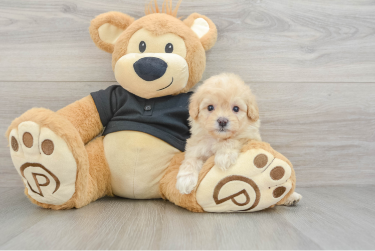 Cavapoo Puppy for Adoption