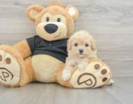 8 week old Cavapoo Puppy For Sale - Premier Pups