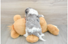 Best Cavapoo Baby