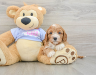 7 week old Cavapoo Puppy For Sale - Premier Pups