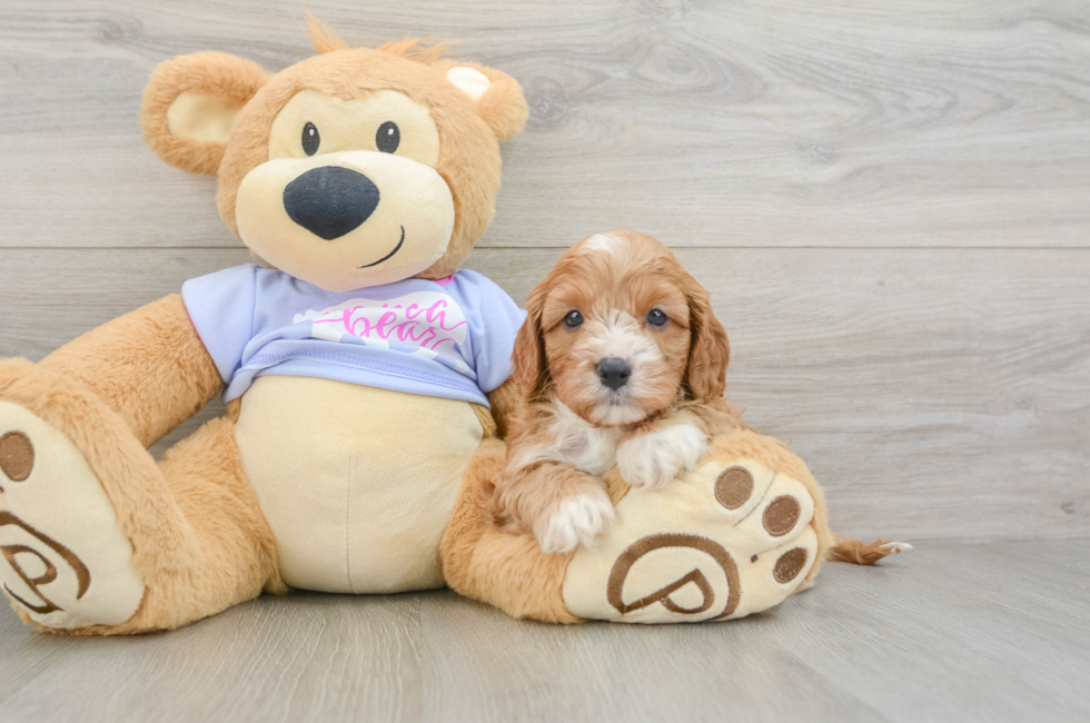 5 week old Cavapoo Puppy For Sale - Premier Pups
