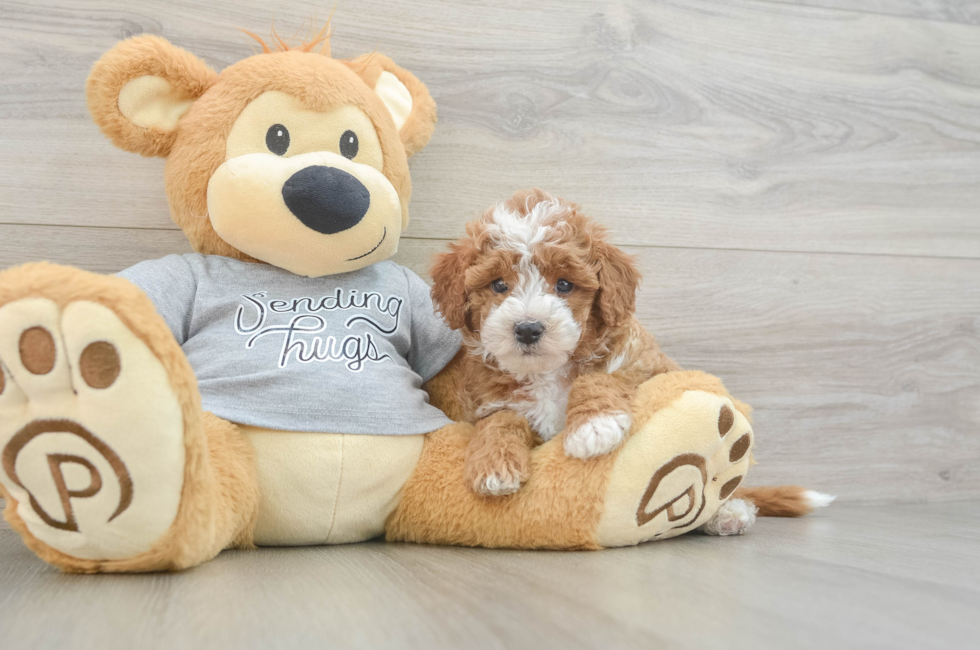 6 week old Cavapoo Puppy For Sale - Premier Pups
