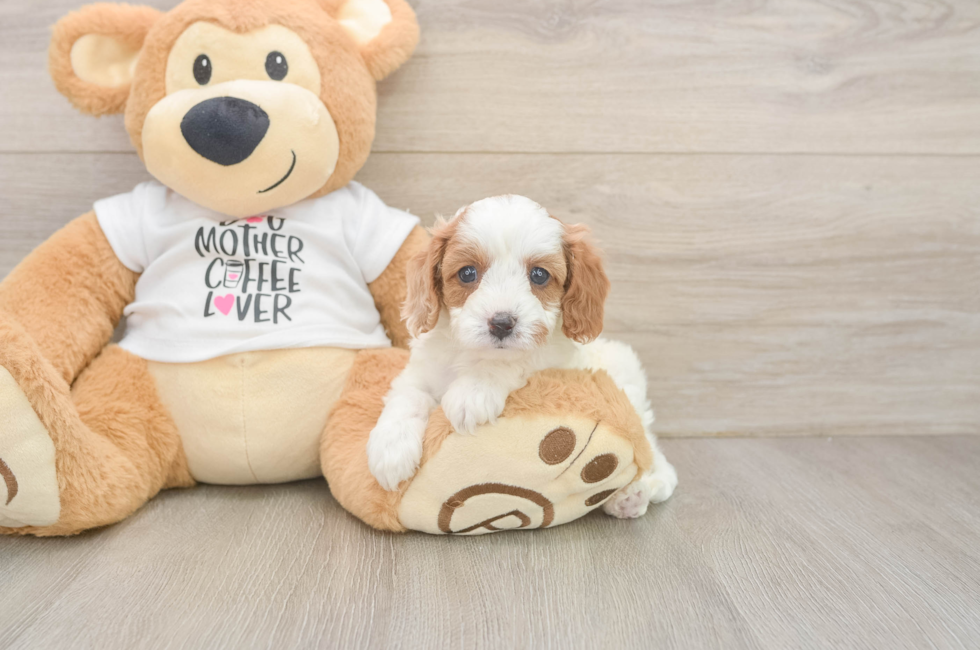 5 week old Cavapoo Puppy For Sale - Premier Pups