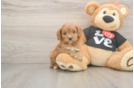 Best Cavapoo Baby