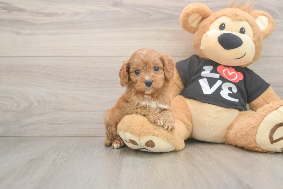 Best Cavapoo Baby