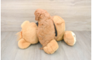 Best Cavapoo Baby
