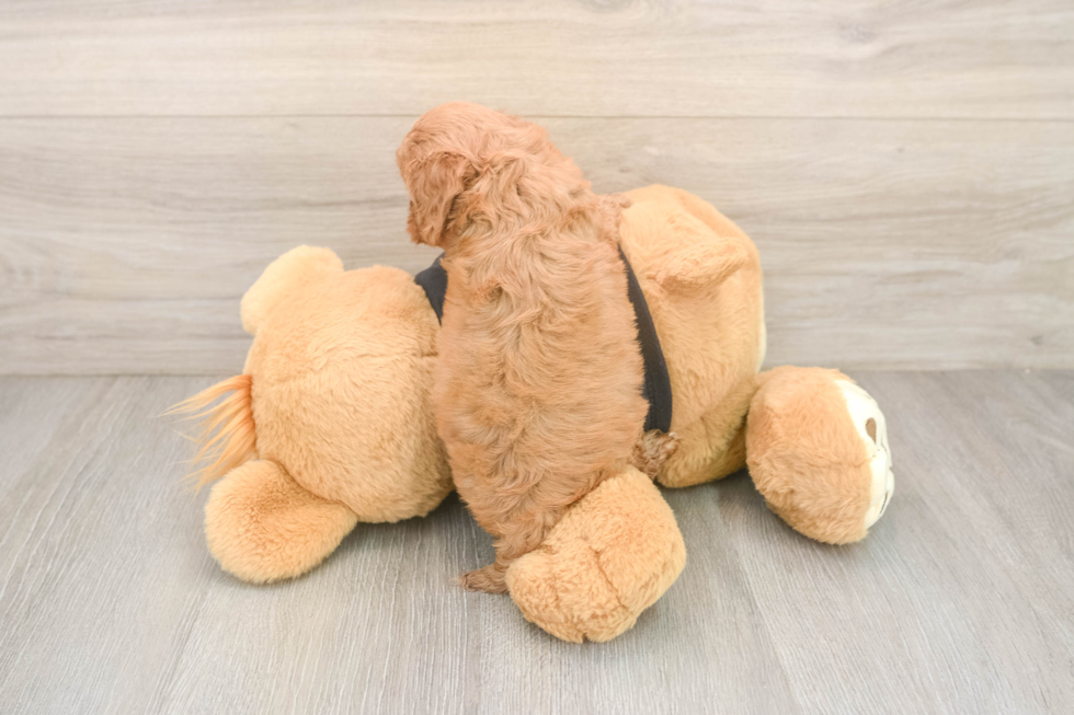 Best Cavapoo Baby