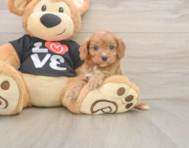 7 week old Cavapoo Puppy For Sale - Premier Pups
