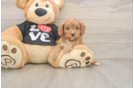 Little Cavipoo Poodle Mix Puppy