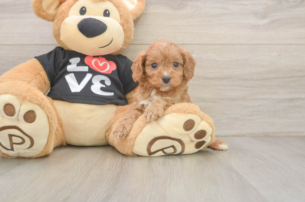 5 week old Cavapoo Puppy For Sale - Premier Pups