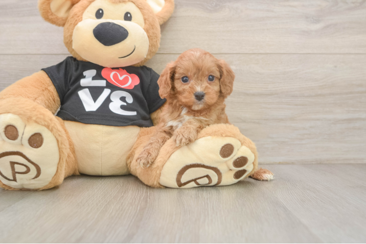 Meet Everett - our Cavapoo Puppy Photo  1/3 - Premier Pups Little Cavipoo Poodle Mix Puppy