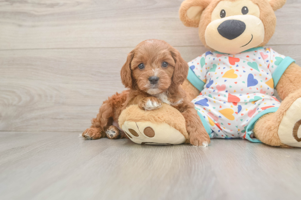 5 week old Cavapoo Puppy For Sale - Premier Pups