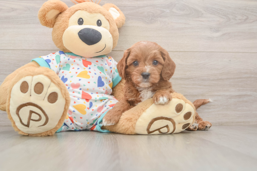 Best Cavapoo Baby