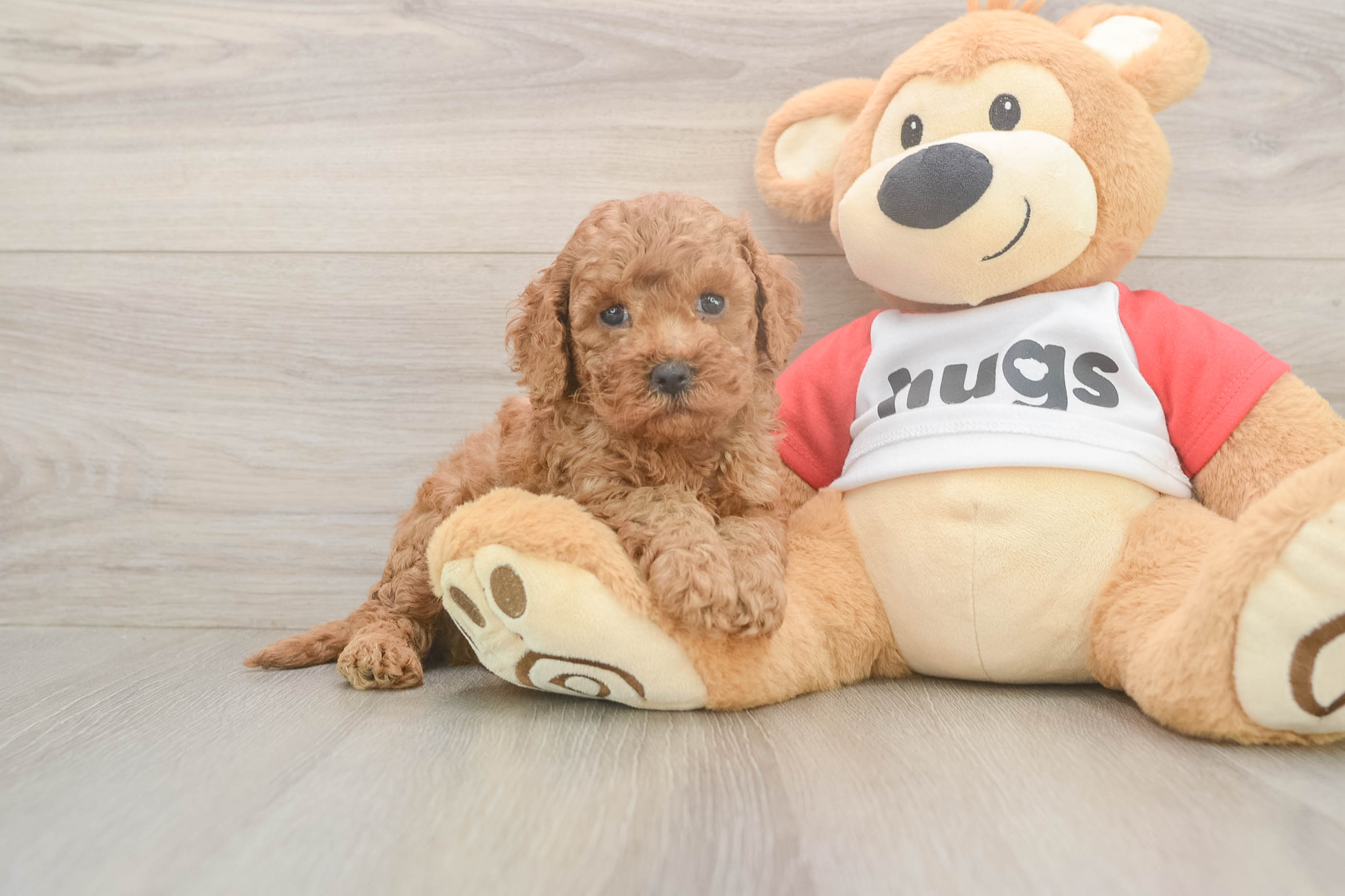 Cavapoo Pup Being Cute