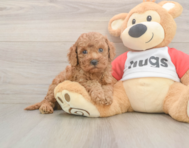 7 week old Cavapoo Puppy For Sale - Premier Pups