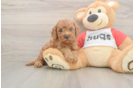 Cavapoo Pup Being Cute