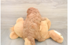 Funny Cavapoo Poodle Mix Pup